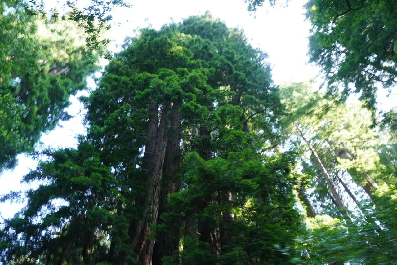Photograph, 2019