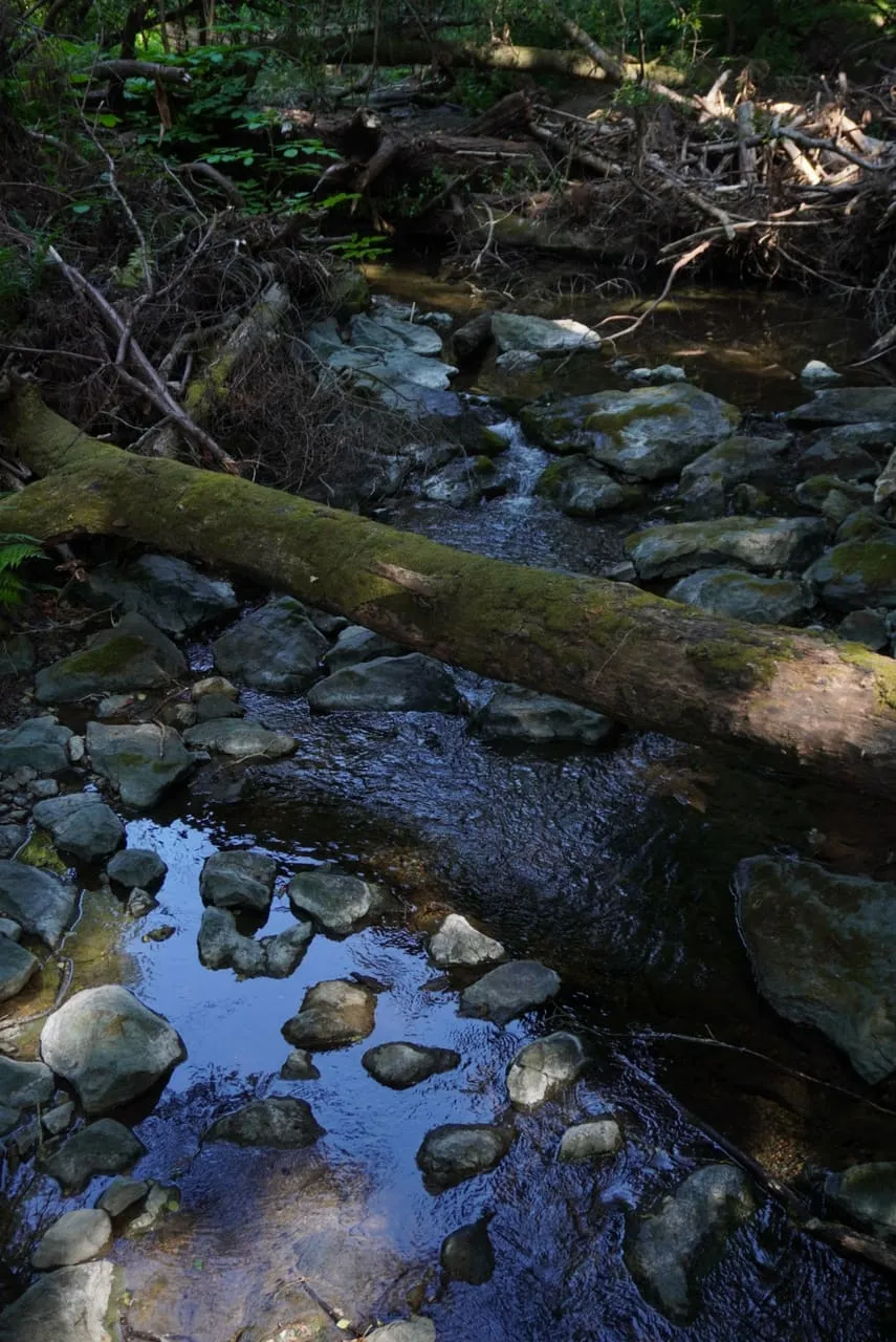 Photograph, 2019